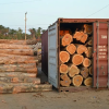 MADERA DE EUCALIPTO