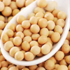 SOJA GMO